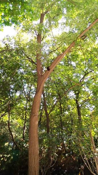 三星GALAXY S4 Zoom VS 诺基亚Lumia1020拍