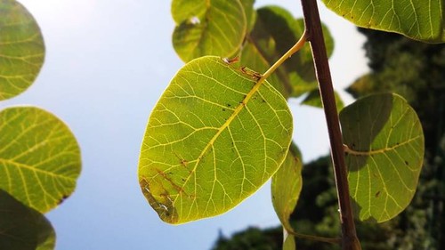 拍照功能大比拼 三星Galaxy S4 ZOOM对决索尼Z1 