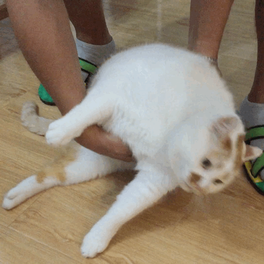 【高清图】 爆笑gif:我生起气来 连自己都吃!图24