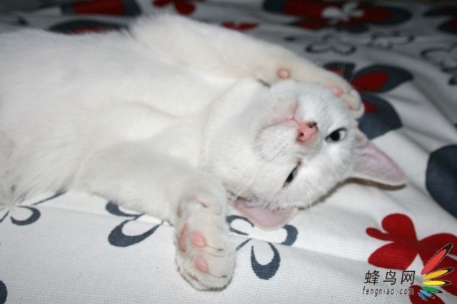 现在很多家庭都选择养自己的宠物,猫、狗、兔子,更有甚者把蜥蜴、蛇等作为自己的宠物。如何为你喜爱的宠物拍一套照片,让它在照片里尽显风姿,这可不是一件很容易的事情,需要它们的配合,也需要你的耐心。 小编作为一只猫咪和两只乌龟的主人,也经常为我的宝贝们拍摄照片,由此归纳出了一些拍摄宠物的技巧,与大家分享。 要为宠物拍出漂亮的照片,关键是要抓住它们的个性。当你发现这些可爱的小动物在做某种不同寻常或是非常有趣的动作时,可以随时进行抓拍(也可称成偷拍,这种方法一般用于人物拍摄)。 例如,小猫或小狗悠闲地躺在它们所喜爱