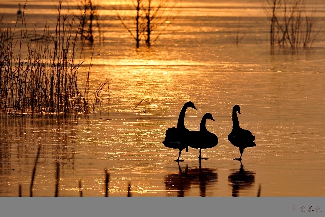 天鹅南飞鸟不归,几处流水春又回,万种风情逐波
