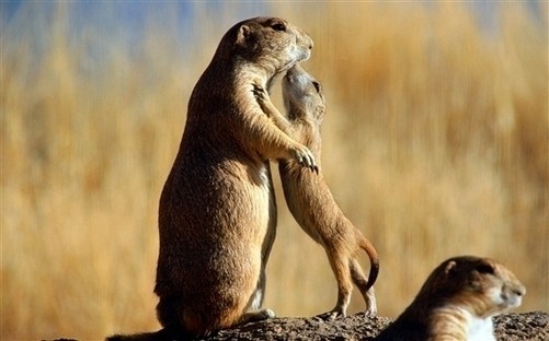 不仅人类对于母亲有着浓浓的依恋,在动物世界,母亲依然那样的无私而