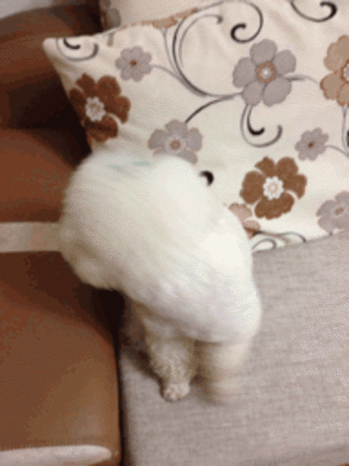 动态瞬间最有趣gif快手挑战搞笑动画制作中关村在线
