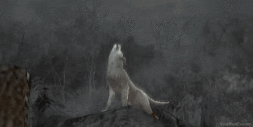 《生化危机4》中的狼