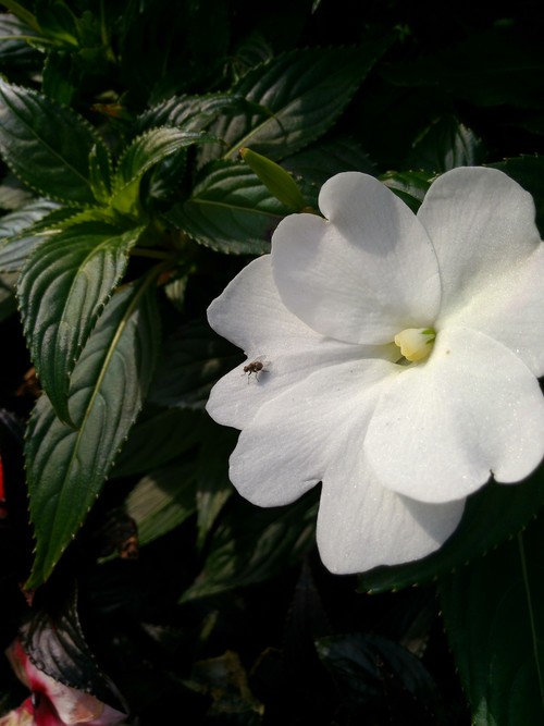 �߸о��� ����˶Padfone Infinity���� 