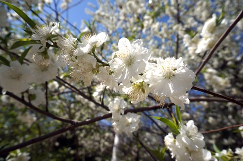 ���һ������ ����΢��™NEX-3N�ഺ�ʼ� 