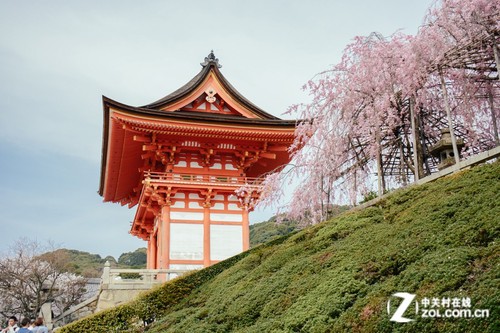 大C游世界 樱花季漫步日本京都清水寺