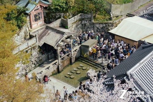 大C游世界 樱花季漫步日本京都清水寺