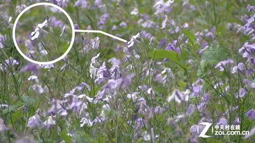 ��׽˲�侫�� JVC PX100����ȫ���� 