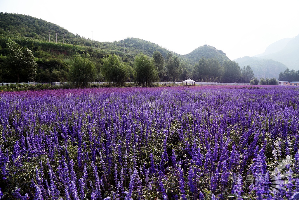 【高清图】 夏日拍妹子好去处 密云人间花海自助攻略图12