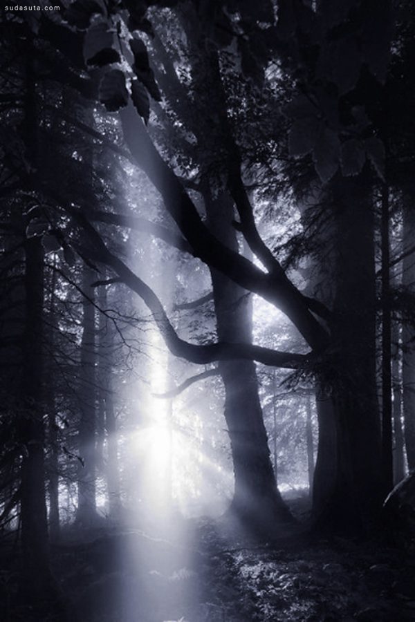 深入黑暗森林 震撼视觉的摄影作品赏
