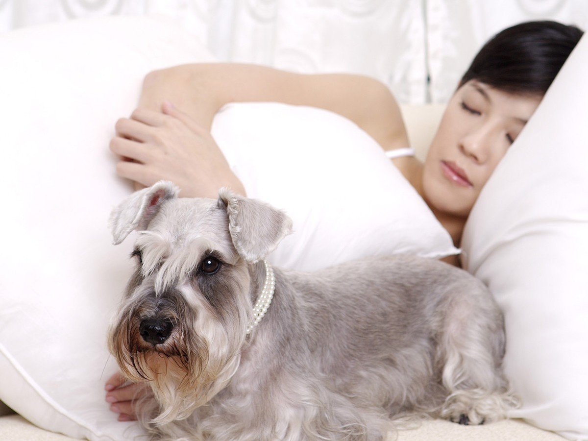 【高清图】 普屏 宽屏 美女和宠物高清晰壁纸收藏图3