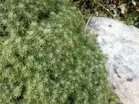 Moto XT912��DROID RAZR��������1