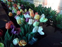 vivo X1������4