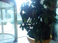 vivo X1������5