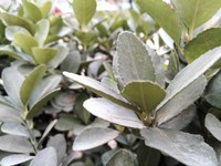 ��ΪMate��2GB RAM/��ͨ�棩������5