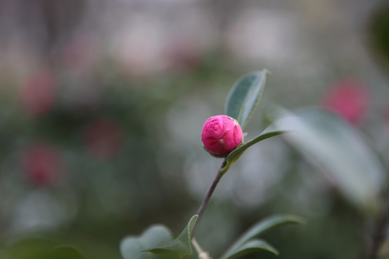 ܣCanon EF ׼佹ͷ/ͷ 24-105mm F4L IS IIUSM