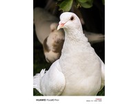 ��ΪPura 80 Pro+��16GB/512GB��������7