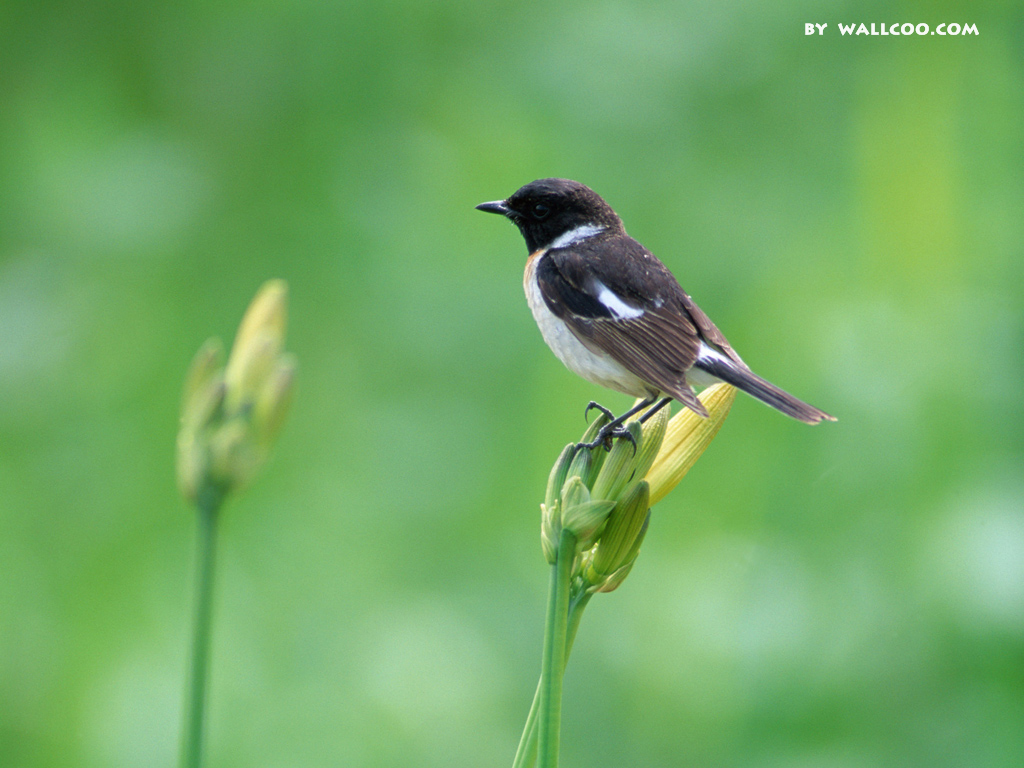清脆悦耳的声音 1024x768小鸟壁纸 (1/16)