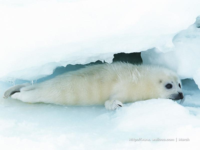 【高清图】 超可爱表情!1024x768海狮精美壁纸图9