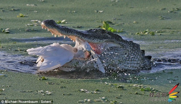 【高清图】 摄影师拍摄鳄鱼猎杀白鹭图3