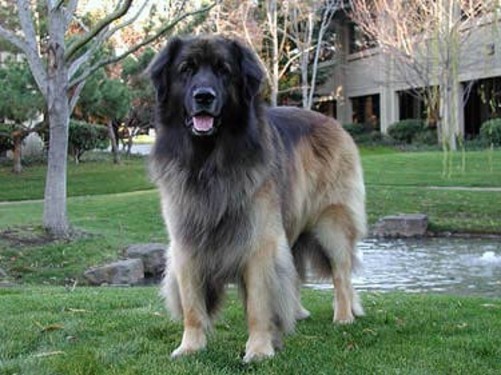 条叫做yoshka的公司之狗——这只莱昂贝格犬就自由放养在公司里(上图)