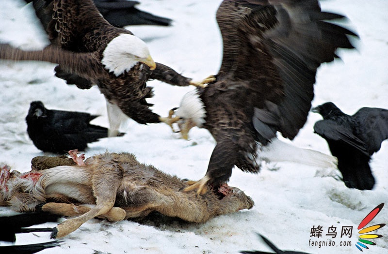 【高清图】 九死一生——美《国家地理》拍摄动物震撼迁徙图3