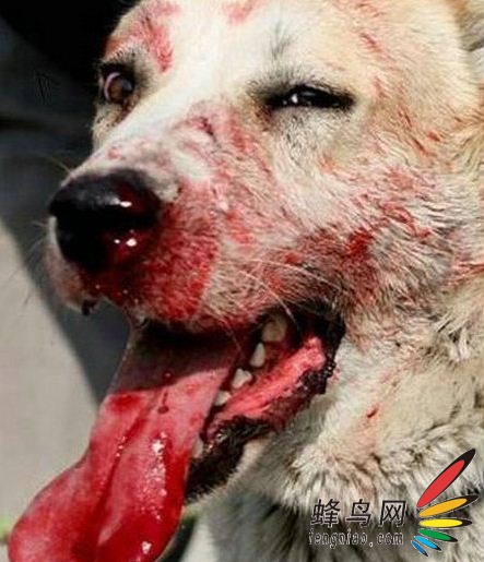 血腥,残忍——俄罗斯斗狗纪实
