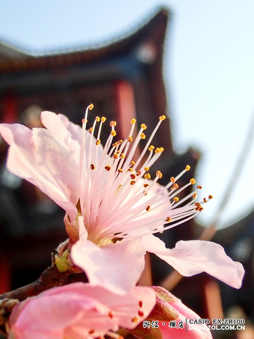 �ع���԰������ ����ŷZR100�������� 