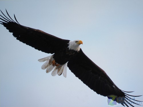 3DӰԺ콢 VW90ESͶЧͼ