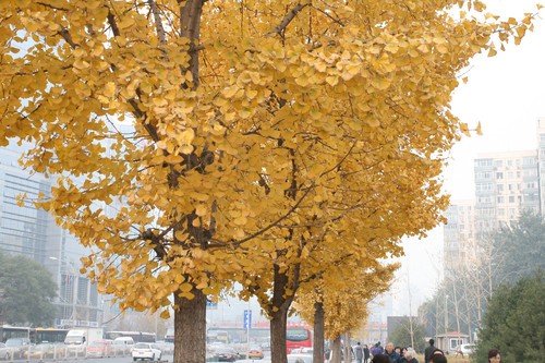 ����������� iPhone 4S/С��/N9���նԱ� 